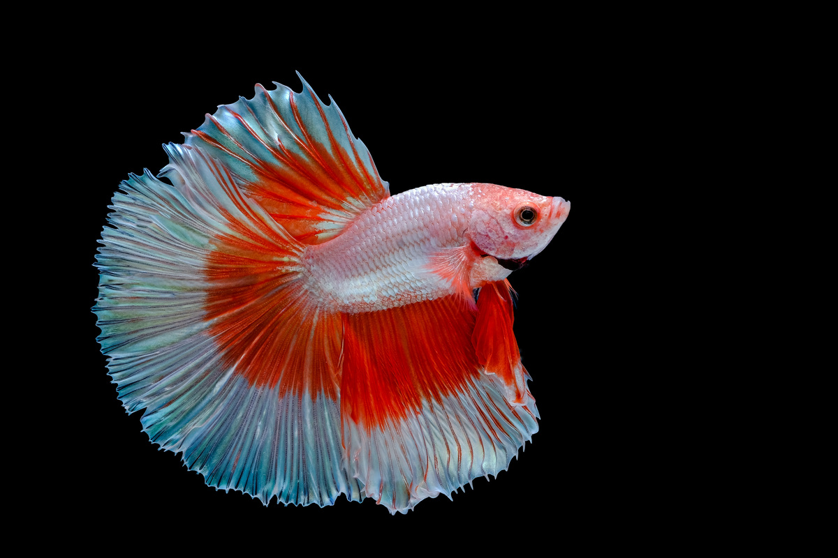 emmybetta betta thailand sell